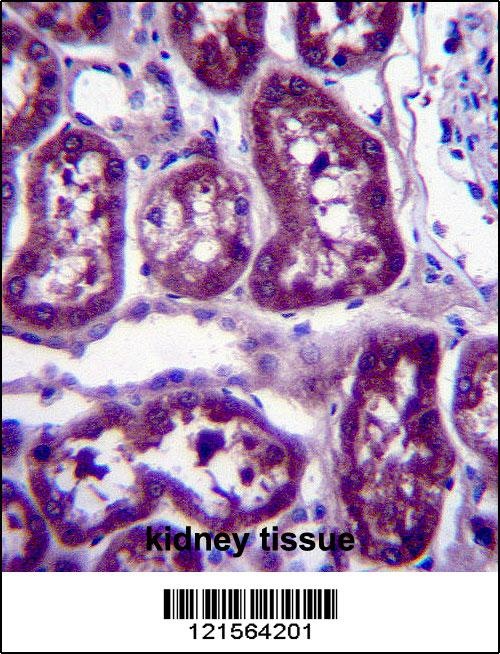 DPYS Antibody