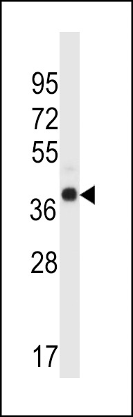WDR89 Antibody