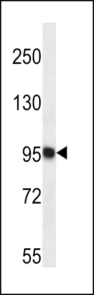 TRAPPC12 Antibody