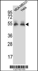 PRCP Antibody