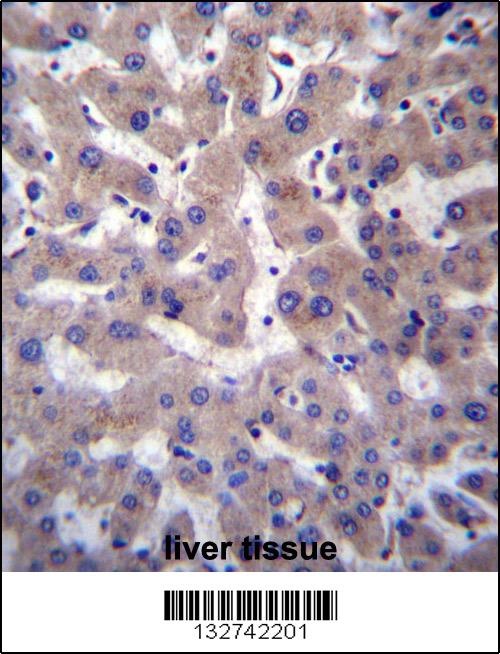 PRCP Antibody