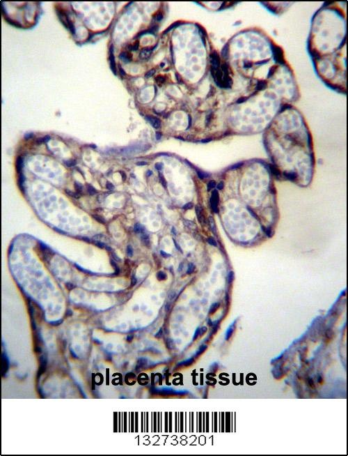 BNIP2 Antibody