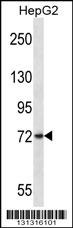 FRMD7 Antibody