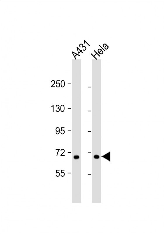 CCDC120 Antibody