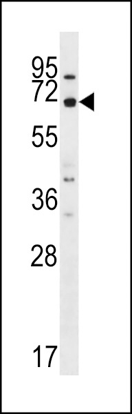 MEGF9 Antibody
