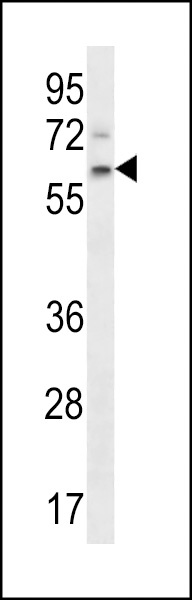 APCDD1 Antibody