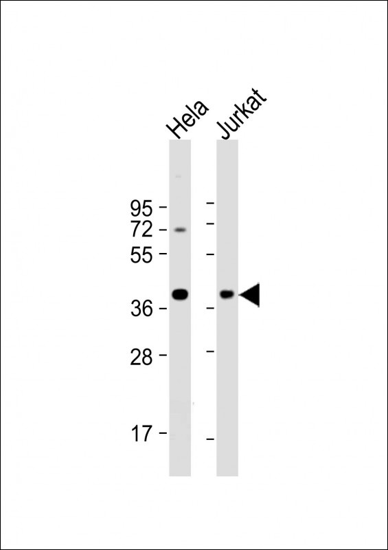 HSP40 Antibody