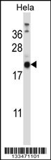 PRRG1 Antibody