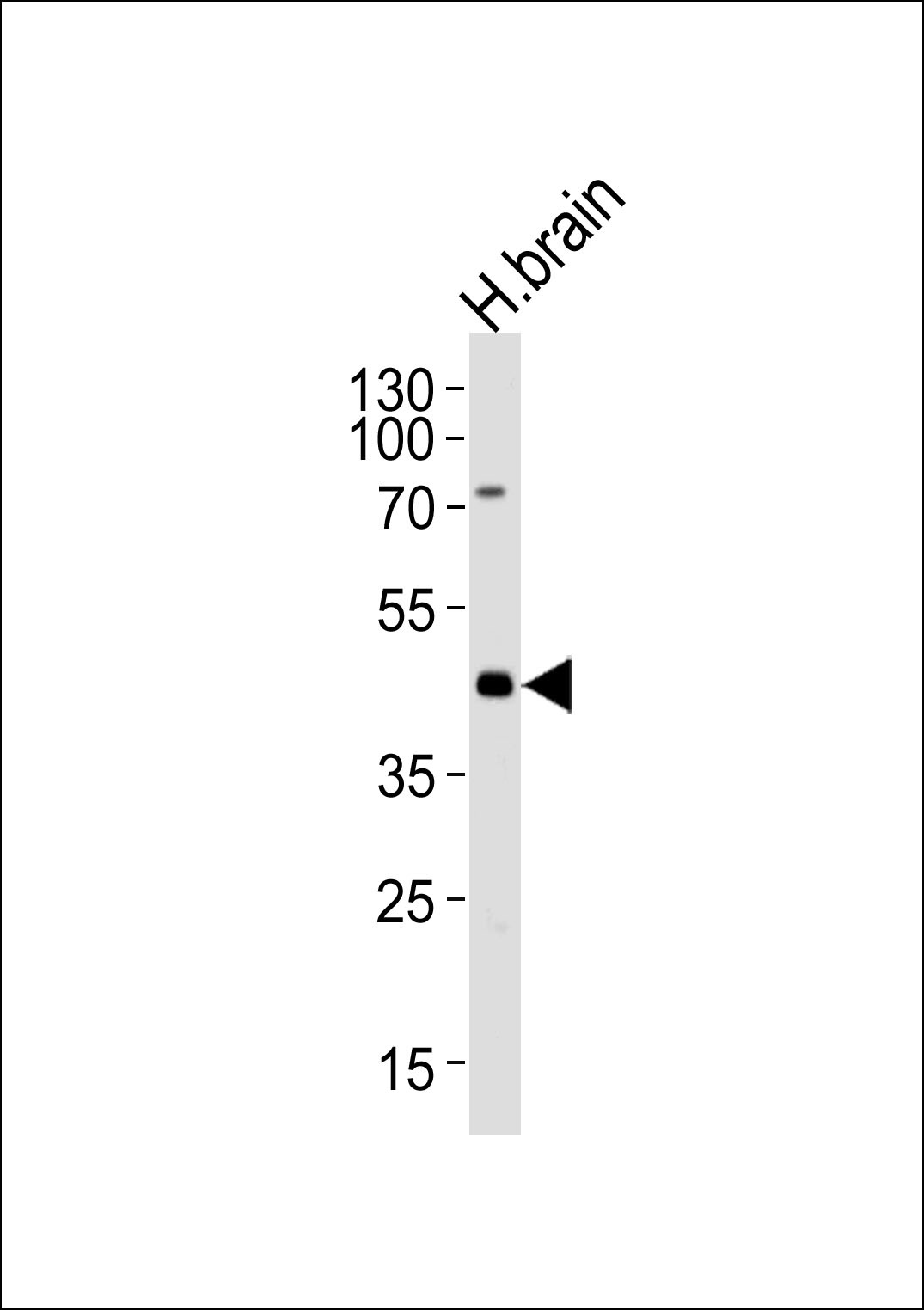 ELAVL3 Antibody