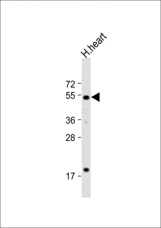 HtrA3 Antibody