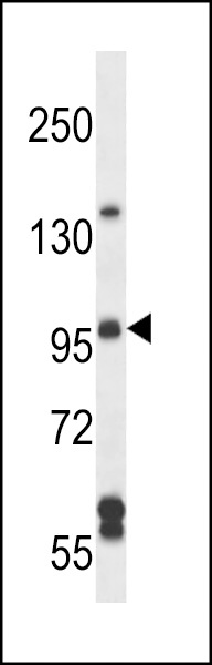 ARHGEF26 Antibody