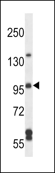 SGEF Antibody