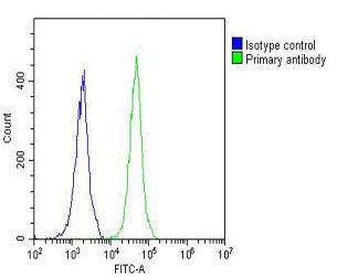 NETO2 Antibody