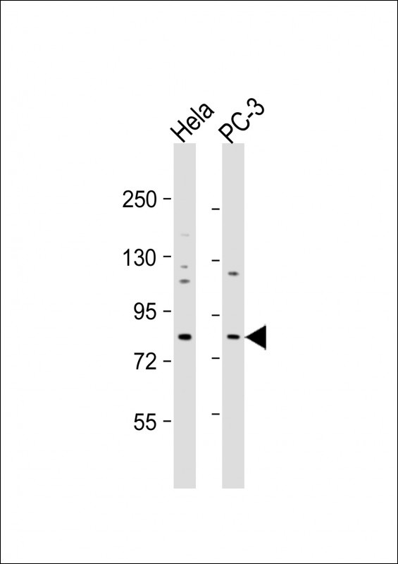 KCTD3 Antibody