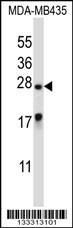 MEA1 Antibody