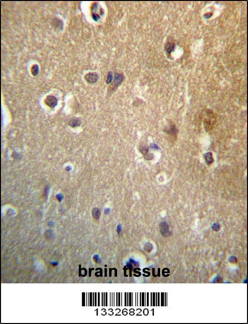 HDAC3 Antibody