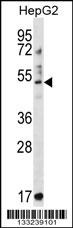 TRIM11 Antibody