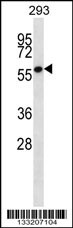 ZNF697 Antibody