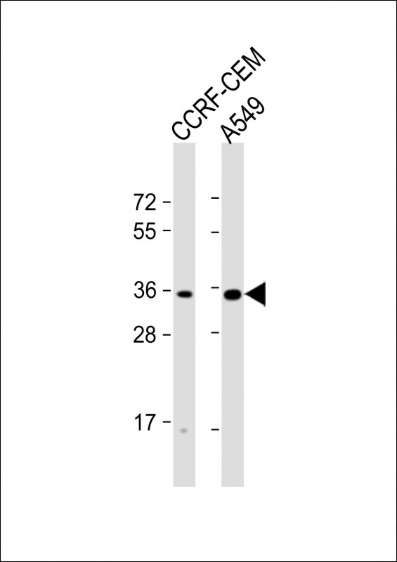 OR2A1 Antibody