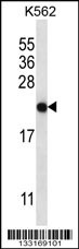 CHAC2 Antibody