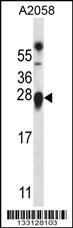 TMED9 Antibody