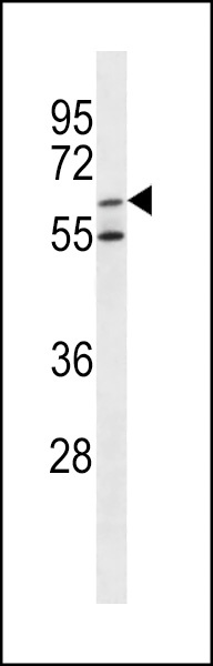 ARSF Antibody
