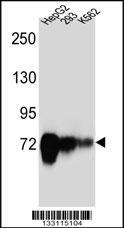 CDH22 Antibody