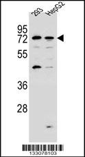 GIMAP8 Antibody