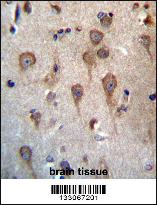 GPHB5 Antibody