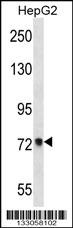 ACSS2 Antibody