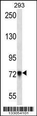 PCDHB5 Antibody