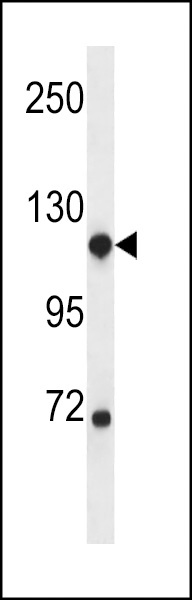 NDST1 Antibody