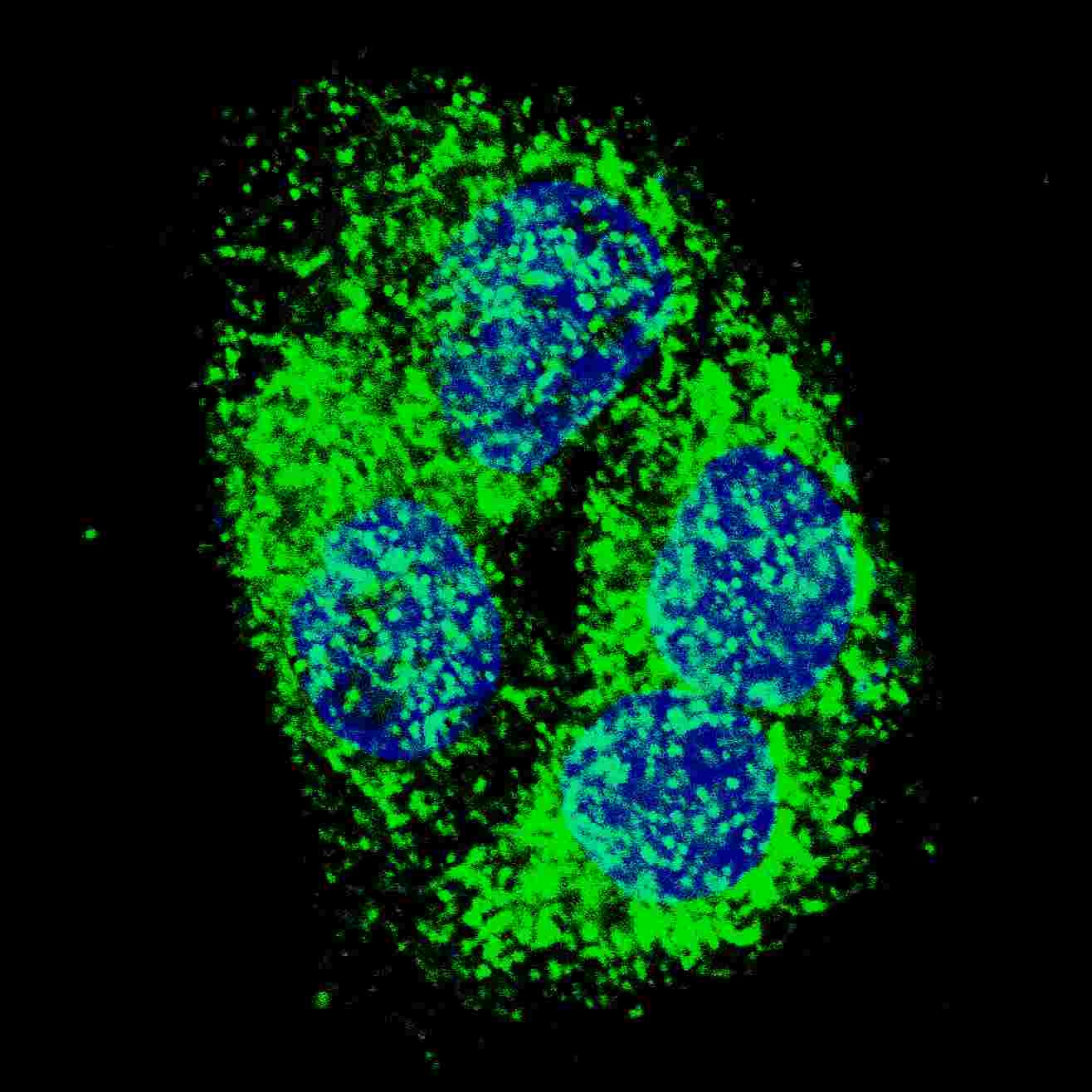 BNIP3 Antibody