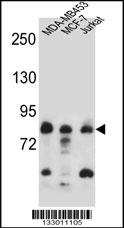 AFG3L2 Antibody