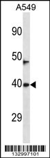 NEURL3 Antibody