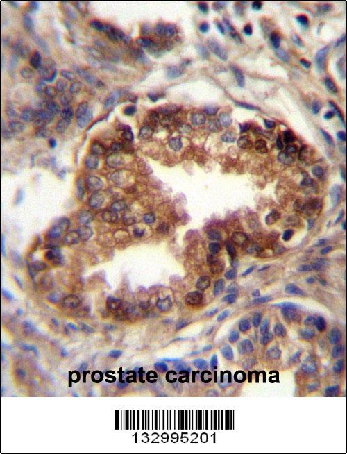 RAB3D Antibody