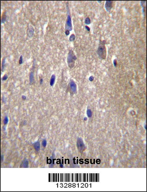 CPN2 Antibody