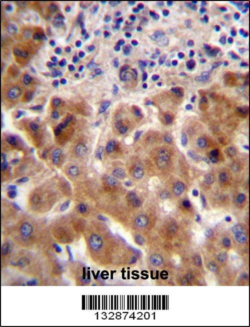 PSORS1C1 Antibody
