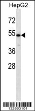 CHST9 Antibody