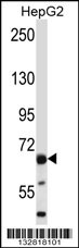 PHACTR2 Antibody