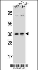 LUZP2 Antibody
