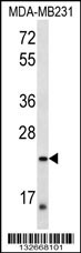 PEX11A Antibody