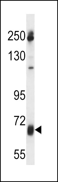 GGT7 Antibody