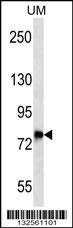 DNAJC14 Antibody