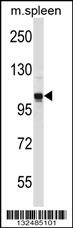 GPRASP2 Antibody