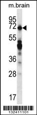 REPS2 Antibody