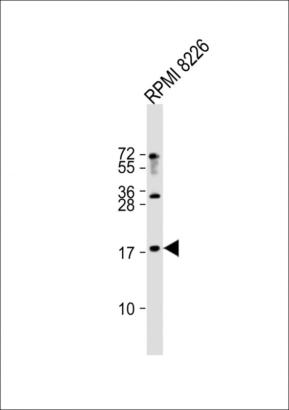 RPL27 Antibody