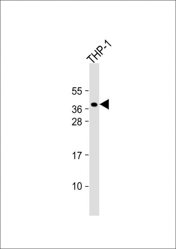PQLC2 Antibody