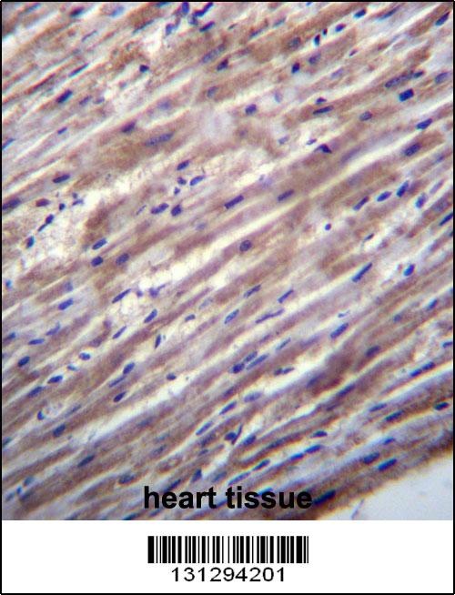 RASD1 Antibody