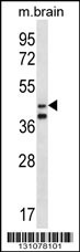 ORC5L Antibody